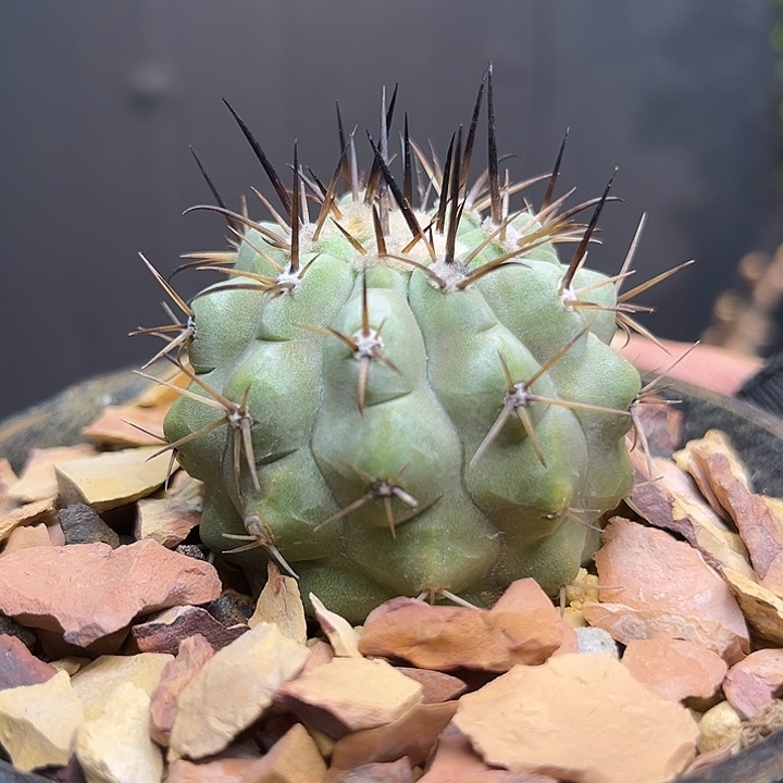 带蜡金刺孤龙zzzzzzzszsx