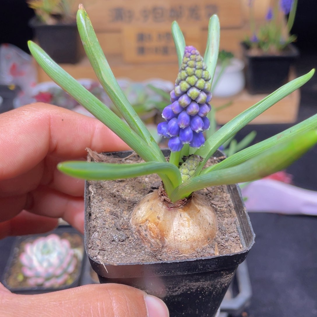 葡萄风杏子多肉9.9包邮发货