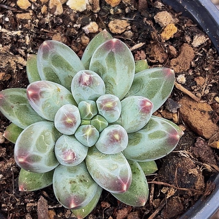 1颗美人系列多肉植物