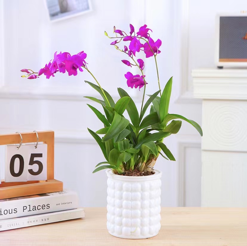 红泼墨石斛兰3花剑发货