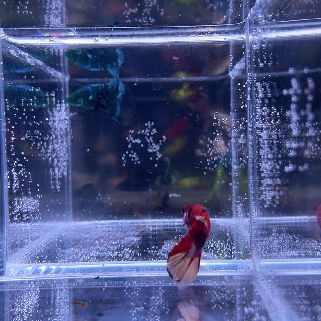 斗鱼可博泰斗092105