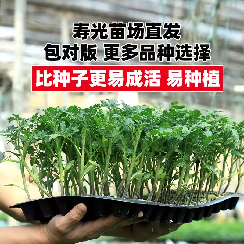 【直播专享】蔬菜幼苗菜苗黄瓜苗西瓜辣椒苗番茄西红柿苗茄子秧苗