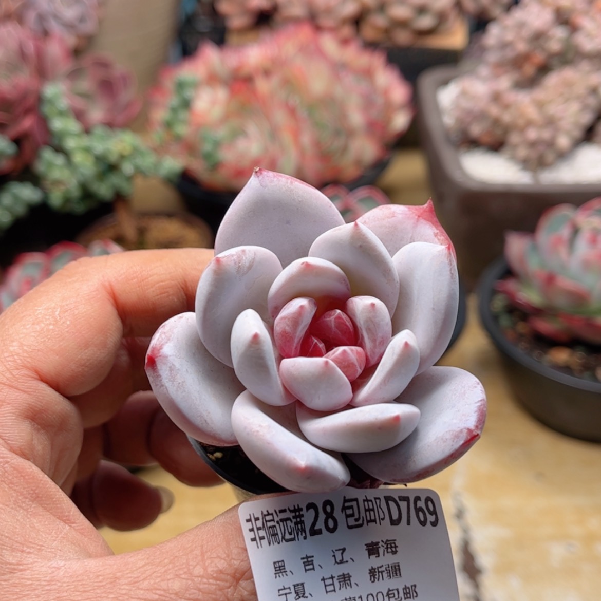 【闪购商品】769糖心雪天使