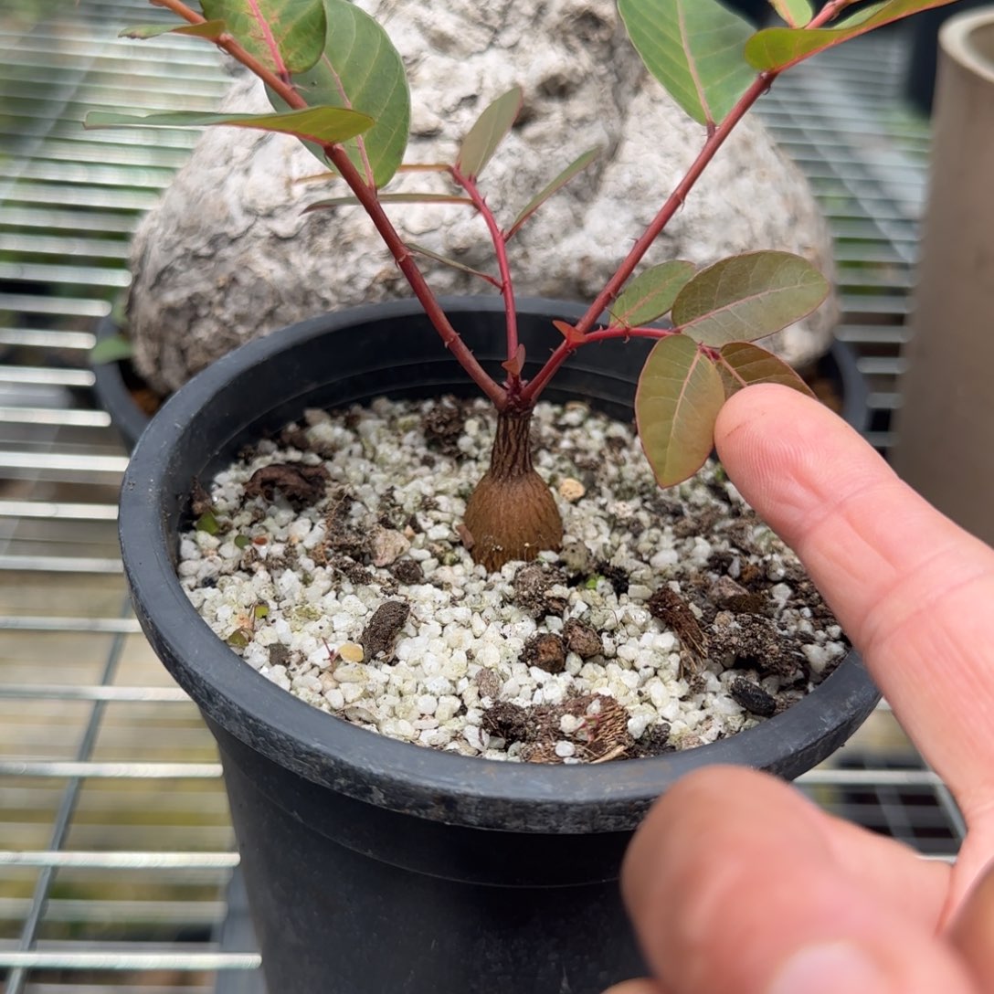 盆栽植物植物植物植物