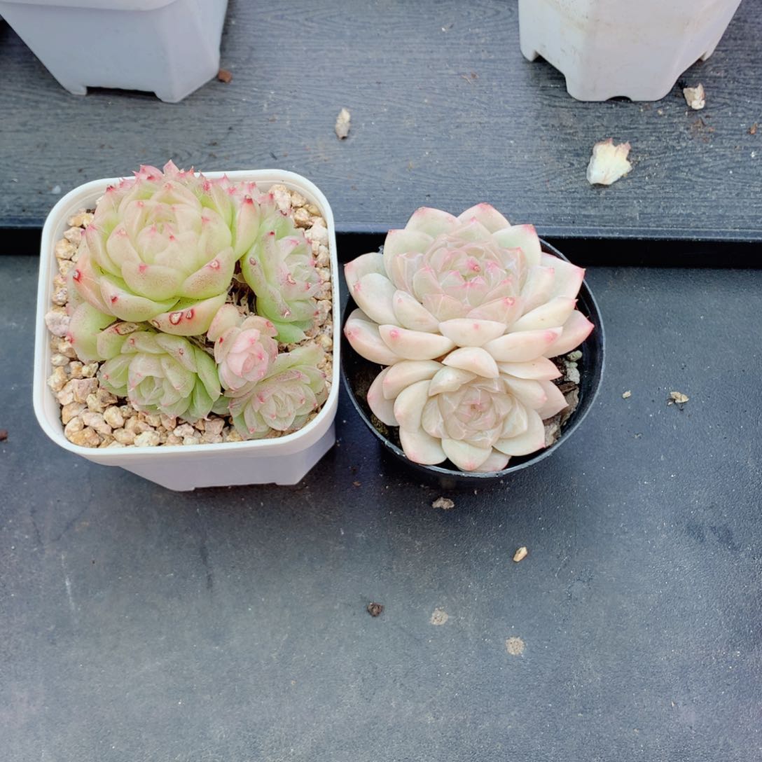 桃****呀麦秆58包邮  群生不包整桃花