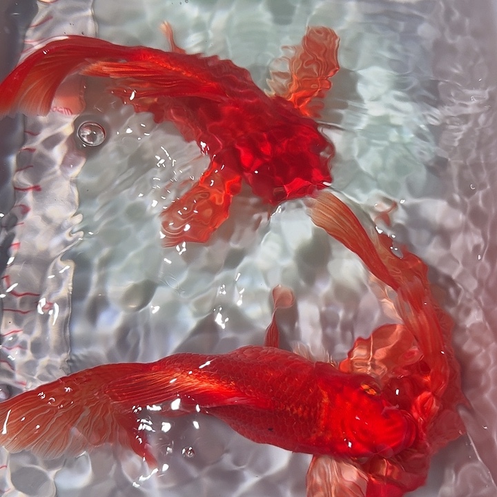 蝴蝶鲤鱼蝴蝶里冷水鱼