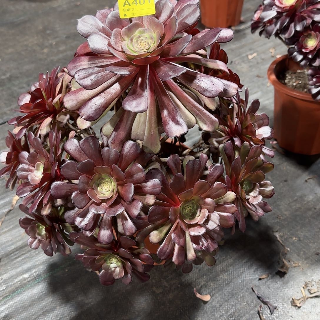 黑萝莉法师多肉植物401