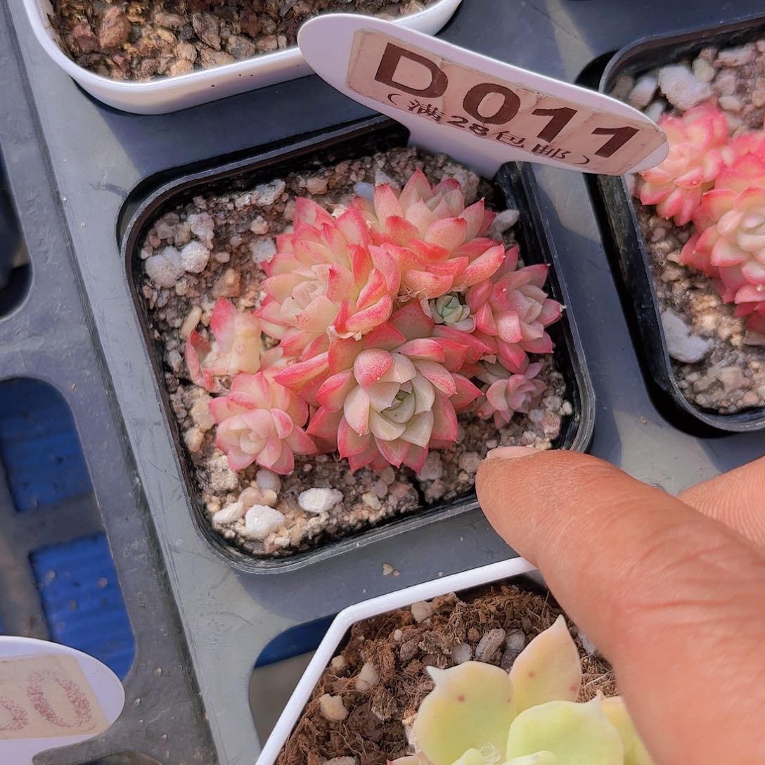 D011麦秆一物一拍