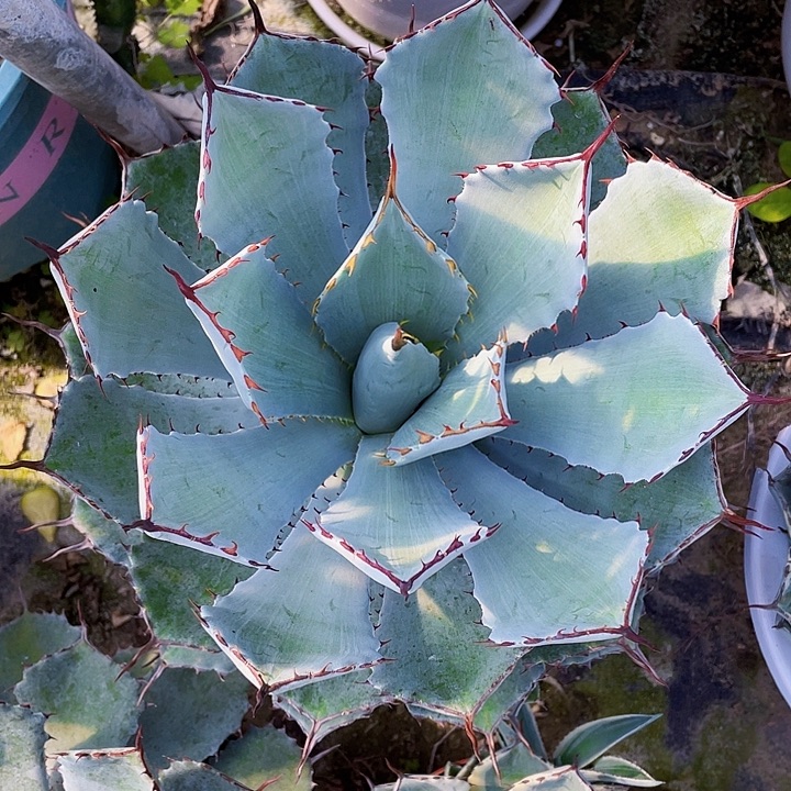 D****完全开放吉祥冠裸根发货