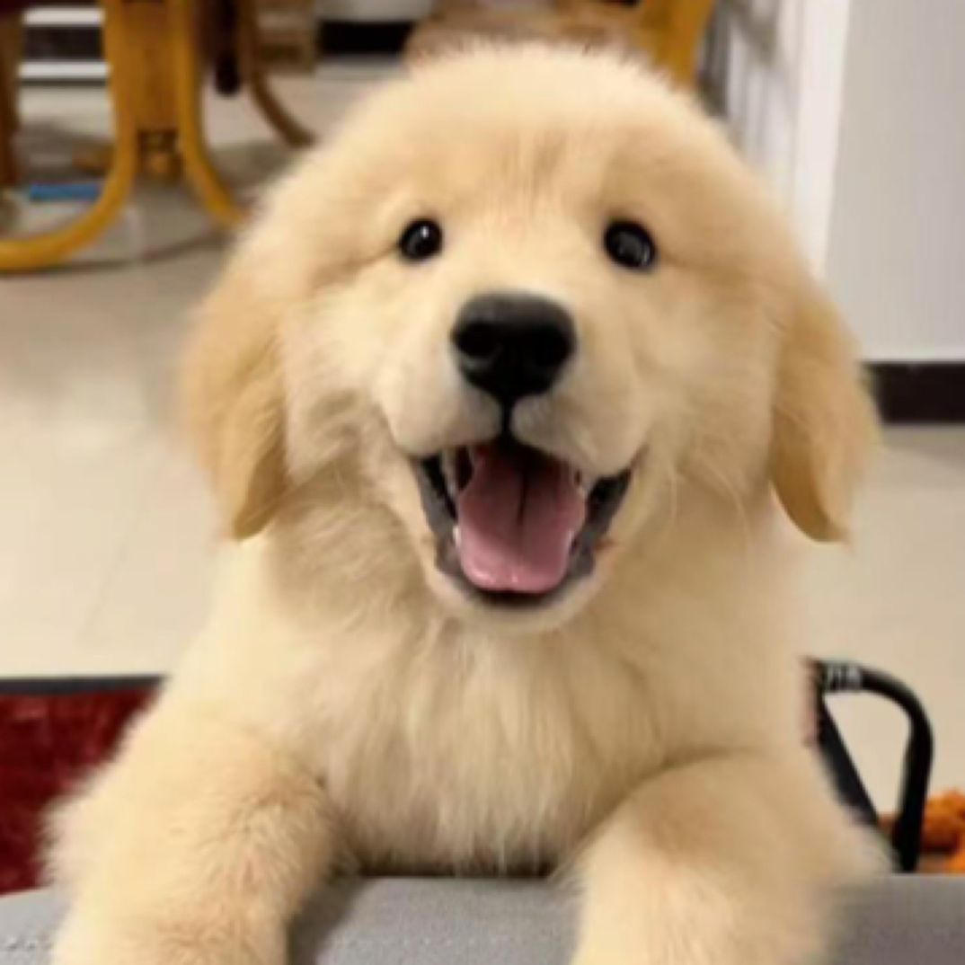 （嘻伴家）宠物活体狗狗