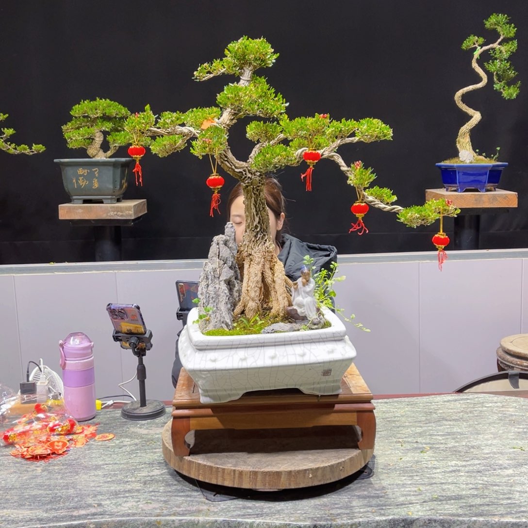 黄杨绿植盆景雀舌软枝希*