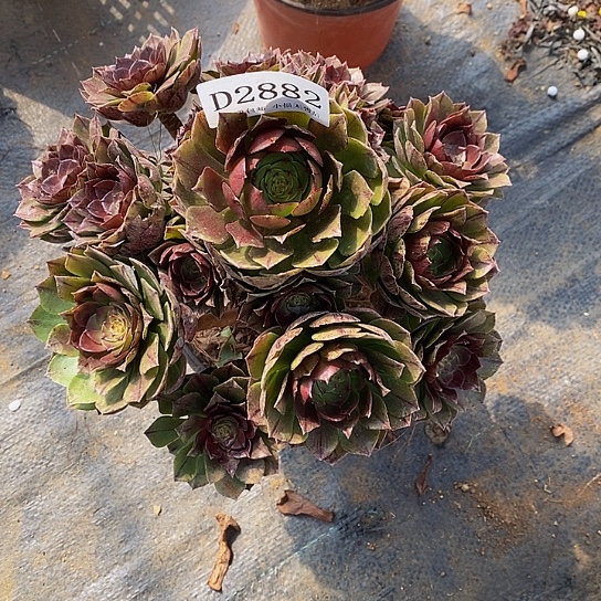 2882万拉丝多肉杆子微瑕疵处理无售后