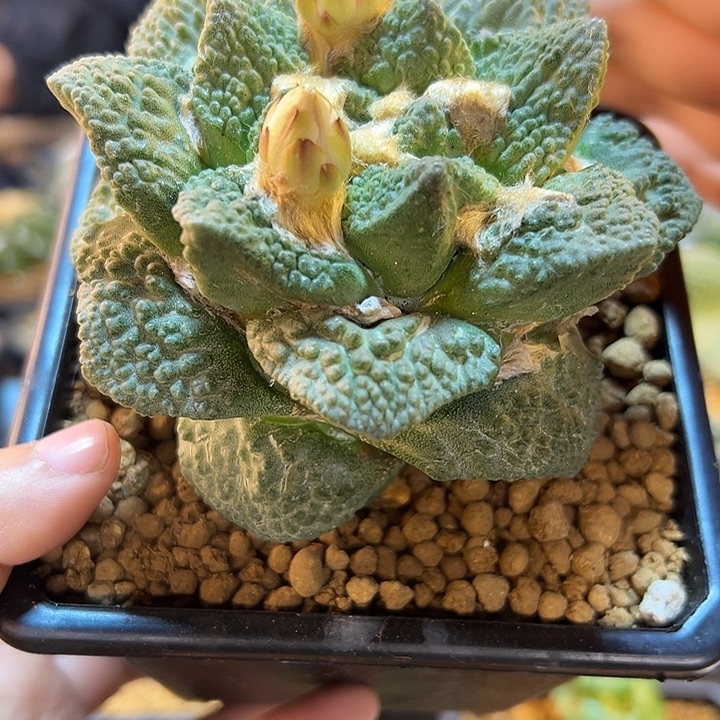 15号自根龙鳞龟10公分