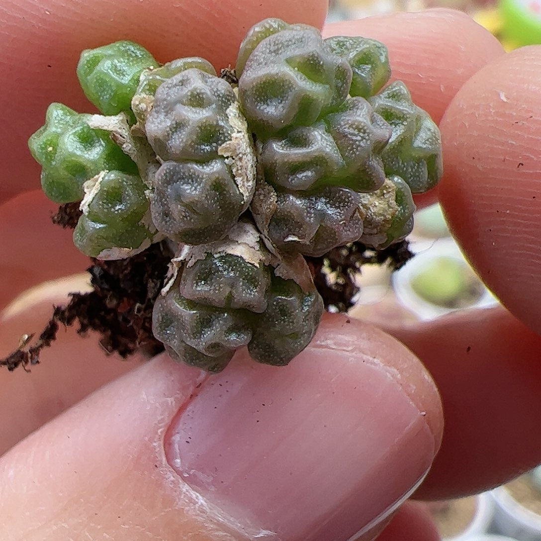 【闪购商品】67 饺子皮