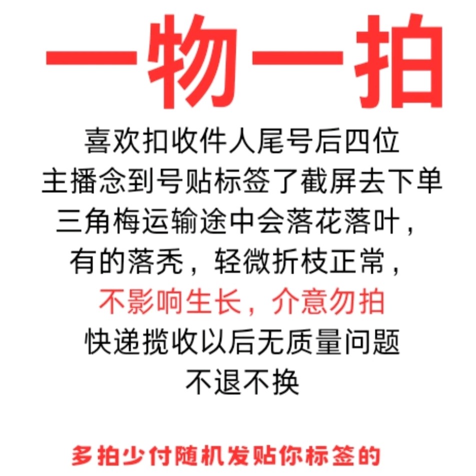 【一物一拍】各类三角梅好看好养四季开基地直发
