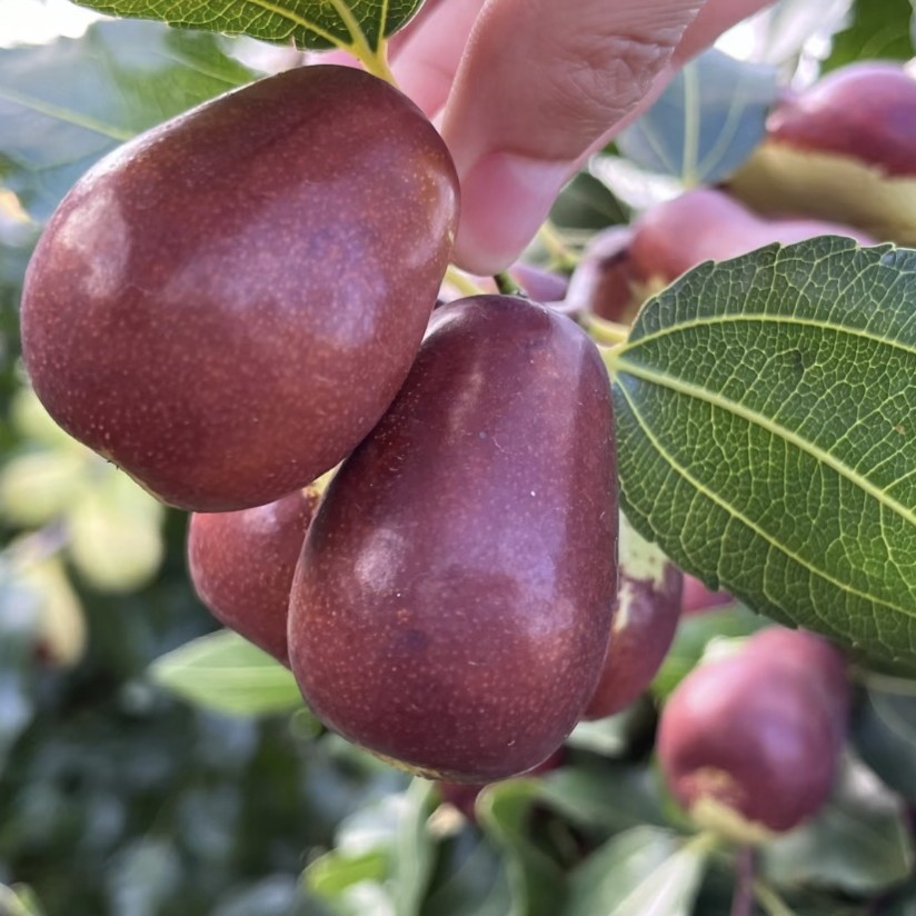 可蒸熟吃的山西太谷壶枣