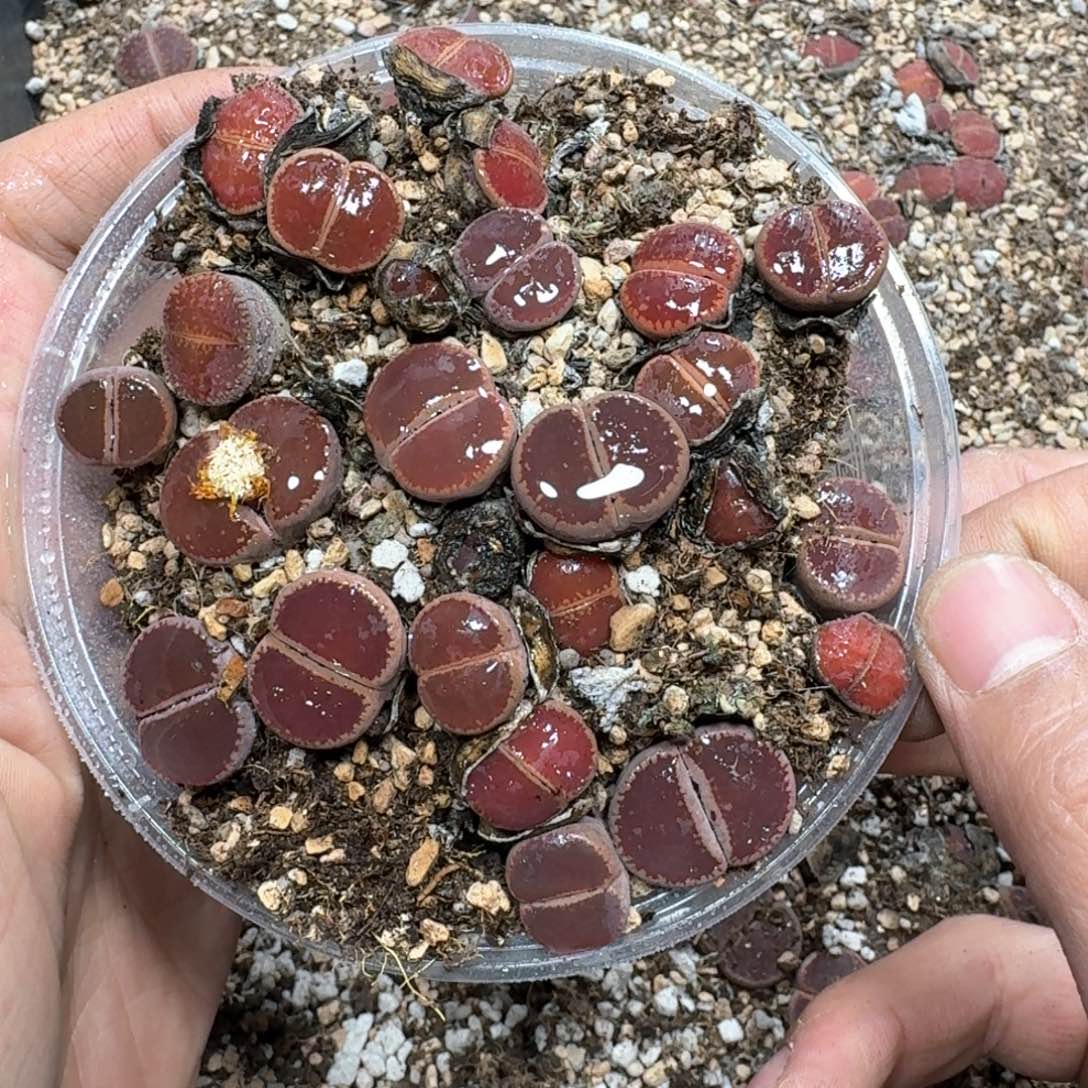 B89 比利时Ko一大盒