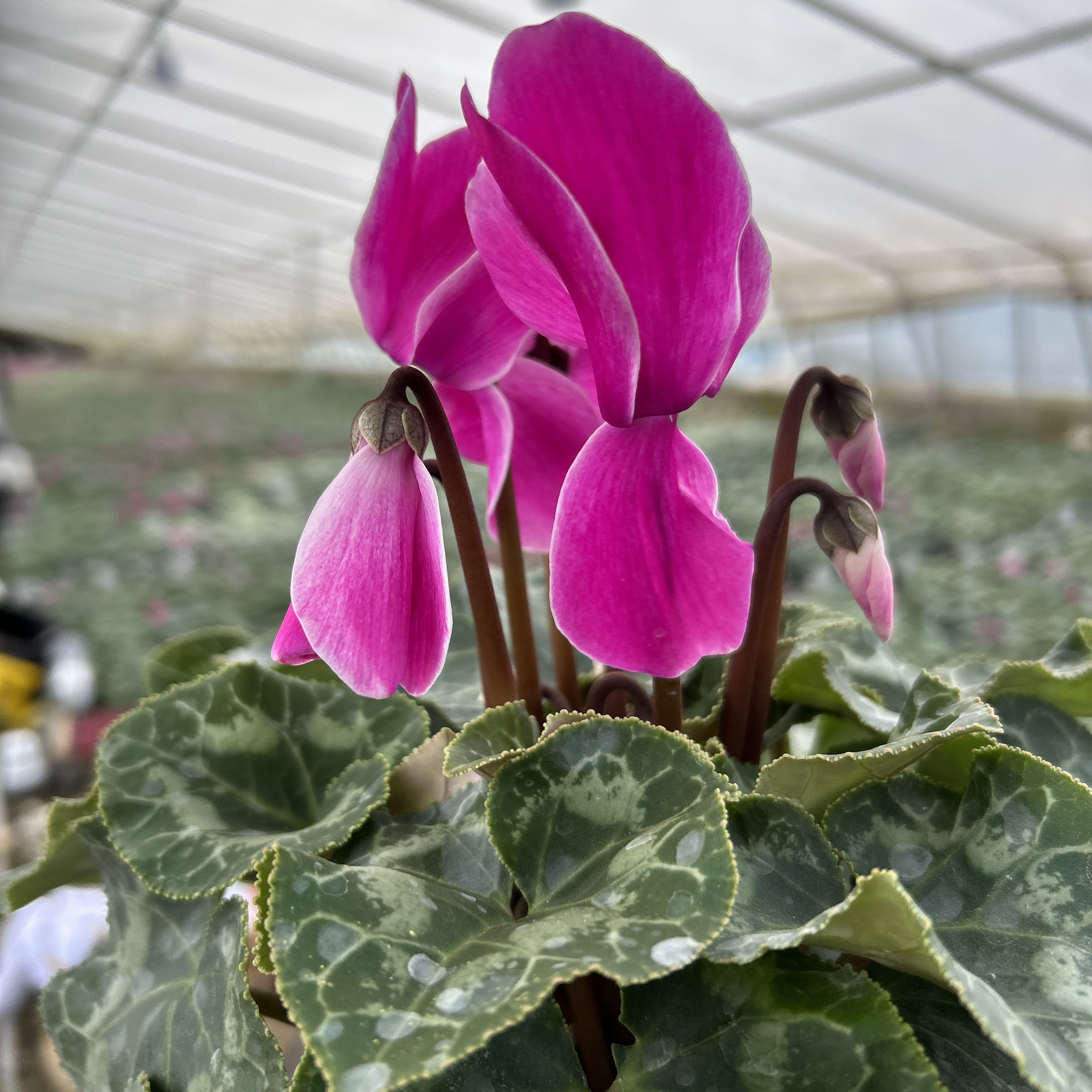 福利款大花紫色白边火焰纹18号链接，13厘米盆径四季好养花卉大葱