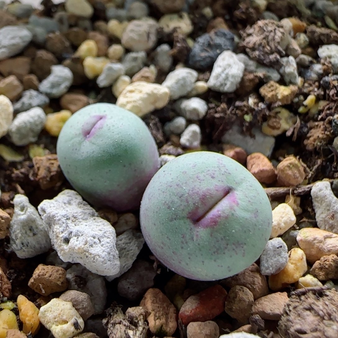 1-31-1-2新年福利8.8折厚嘴嘟嘟嘴0.9cm脱土