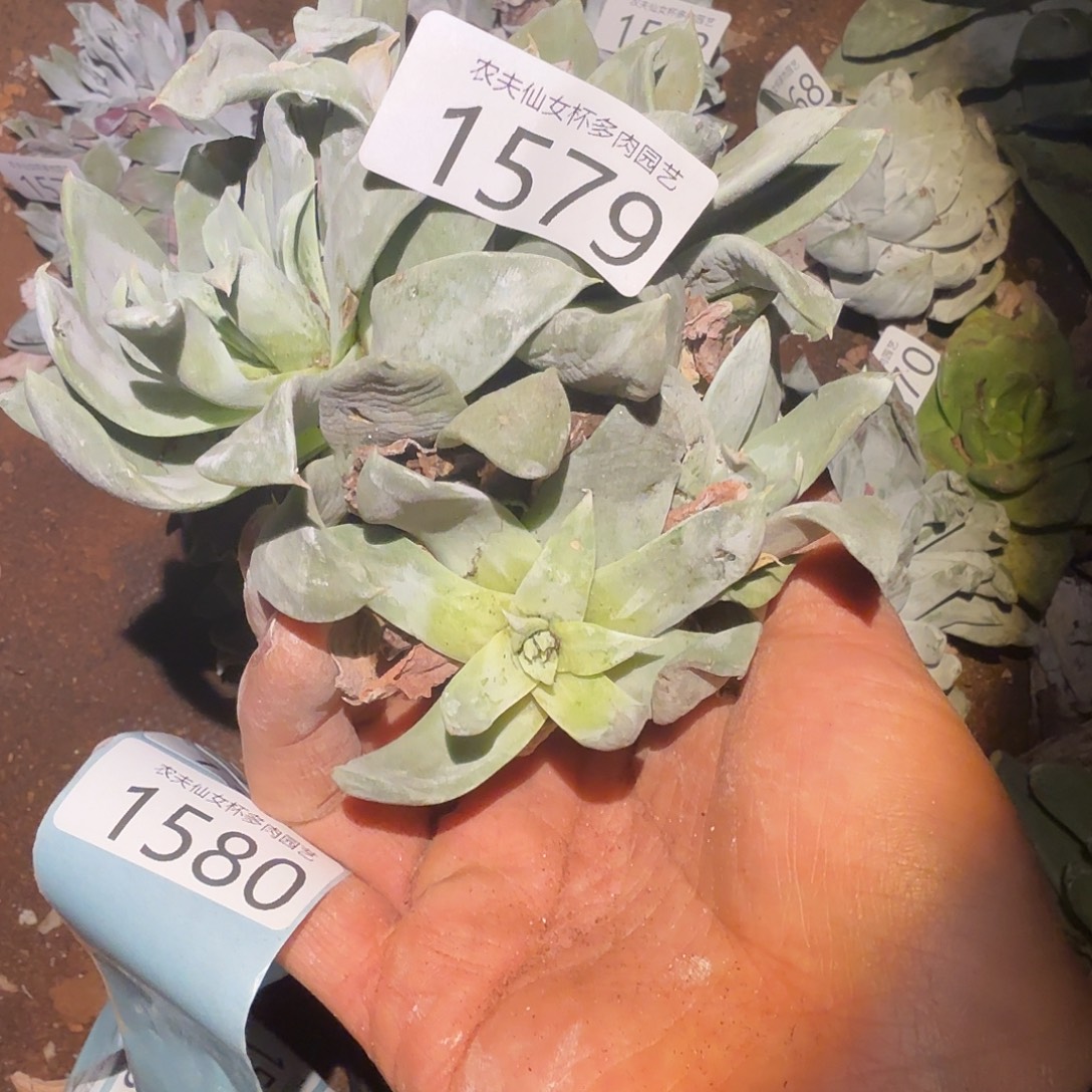 3代杂交仙女杯多肉福利处理瑕疵