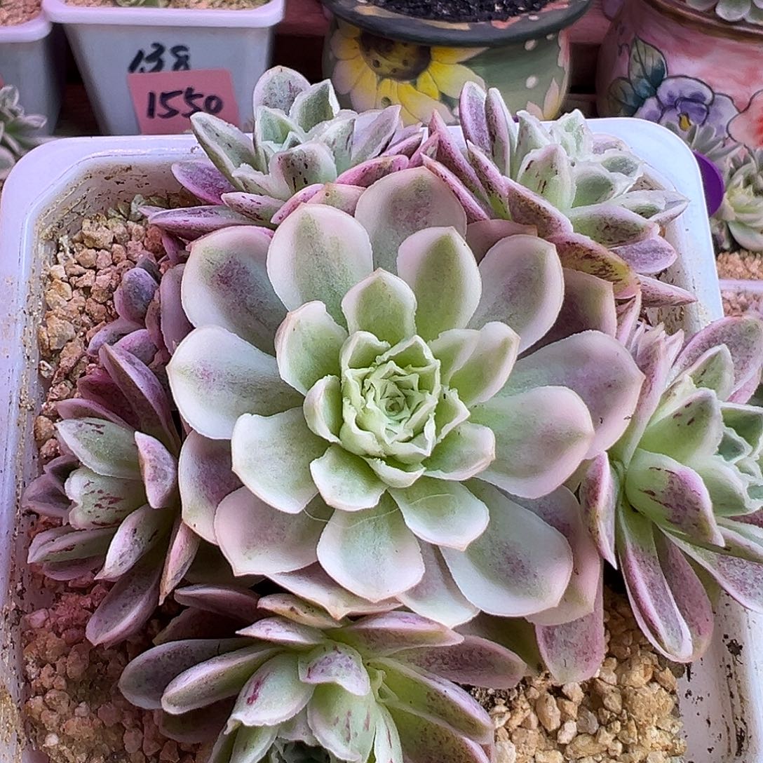 山地玫瑰锦秋夕031号