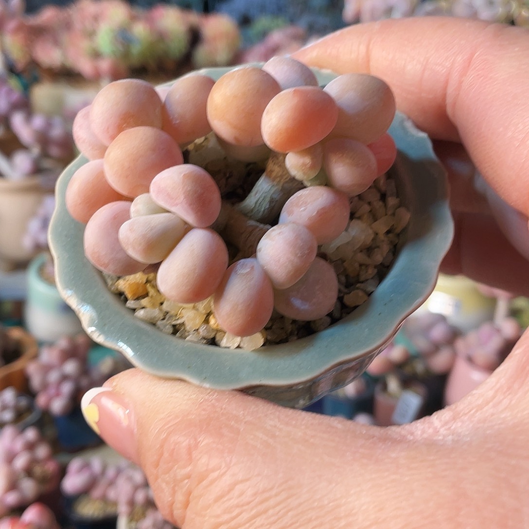 ?****?多肉植物的生长发育规律与生态特征第三