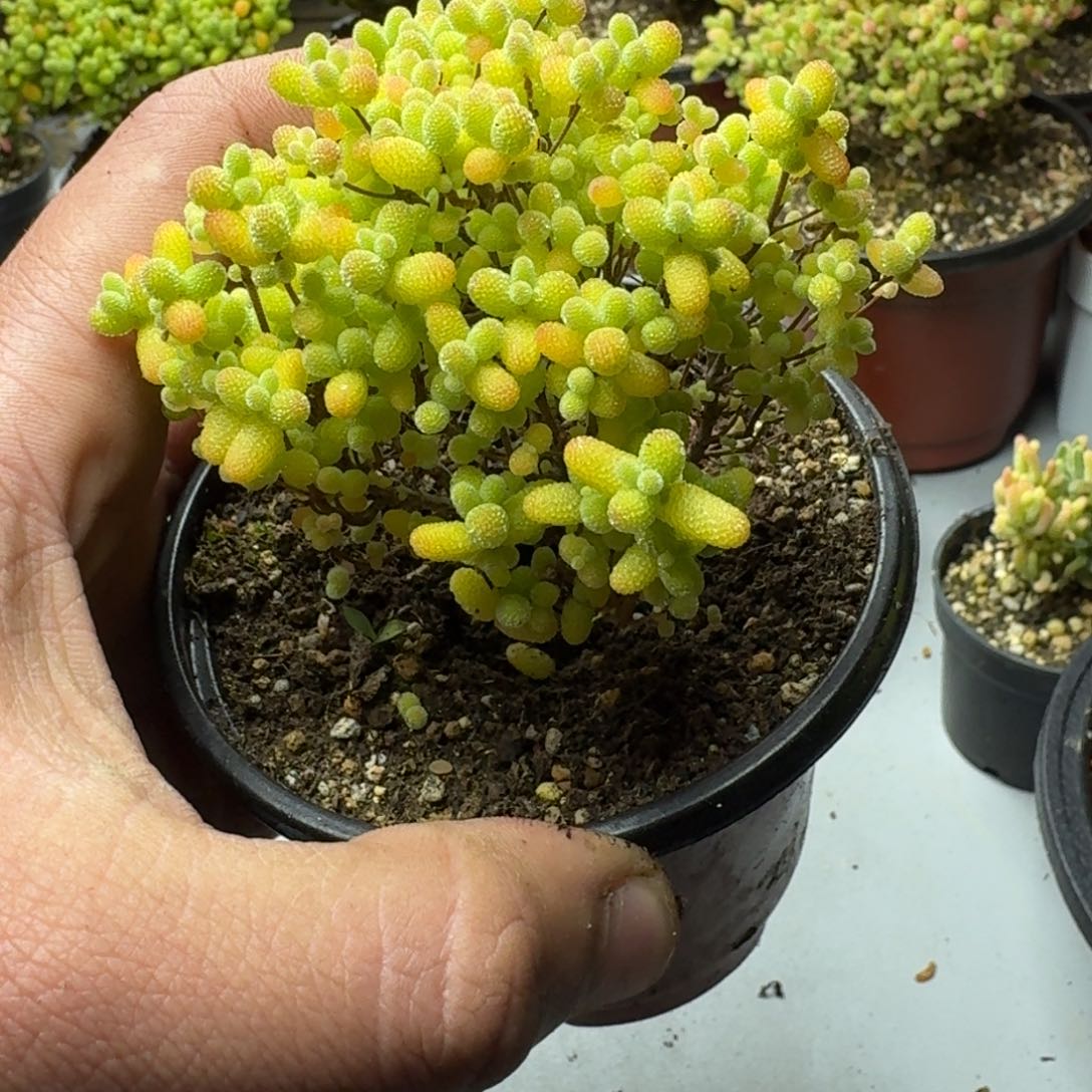 金桔 多肉植物枝干