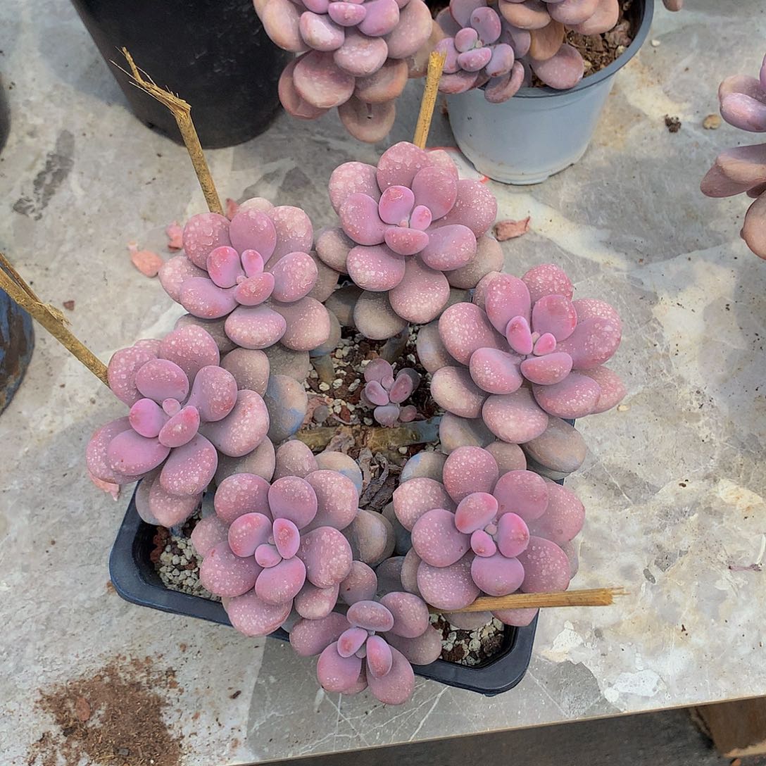 花**墨一物一拍包邮