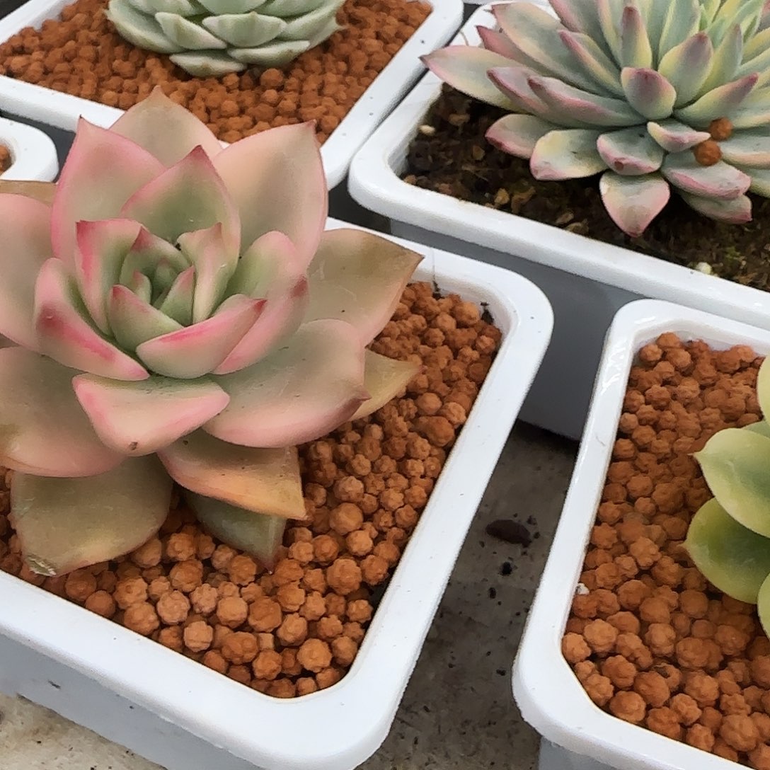 卡梅拉锦多肉植物