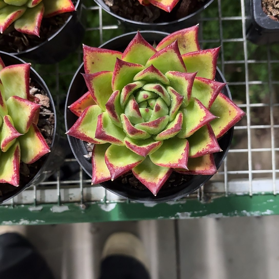 口红大单头12㎝盆参考