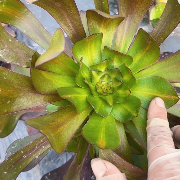 2300多肉植物法师法师