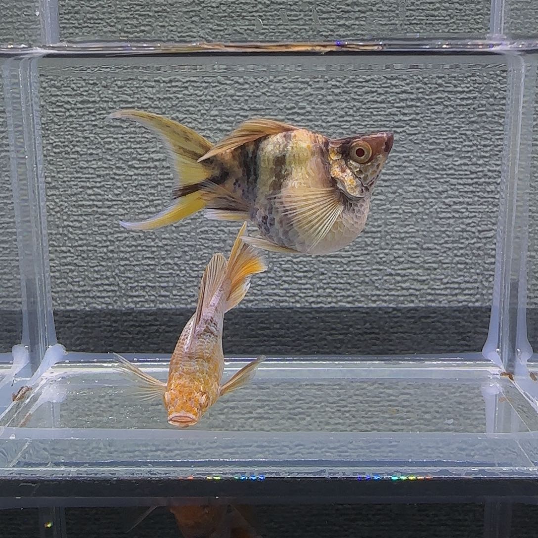 黑玛丽鱼大金虎玛丽