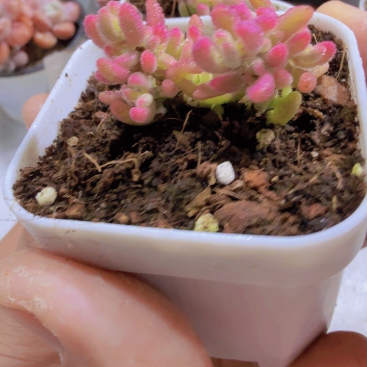 红宝石锦王炸一颗