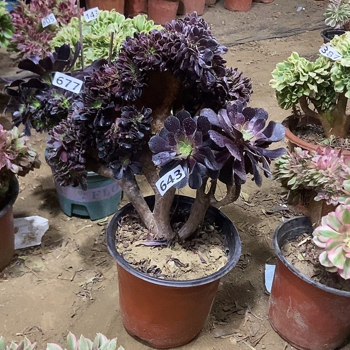 643欧紫缀化老板子法师