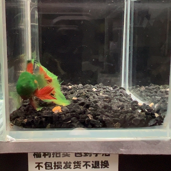 斗鱼竞拍跑单拉黑18日45