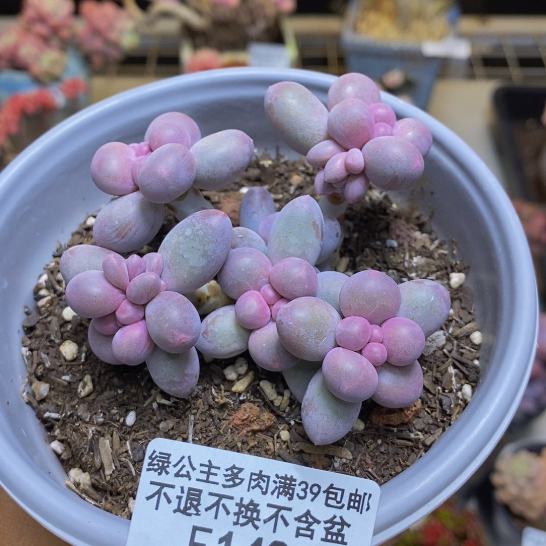 148香水手指奶多肉8cm