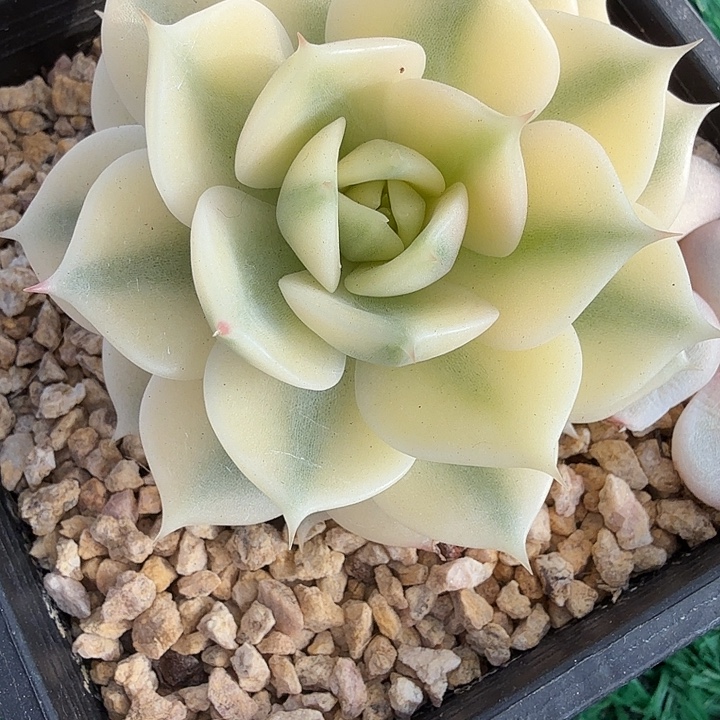 云***吖贝加尔湖锦多肉锦