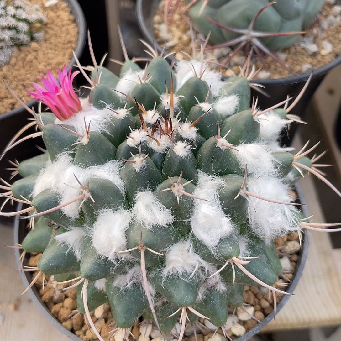 仙人球乳突属梦幻城实生9.3厘米