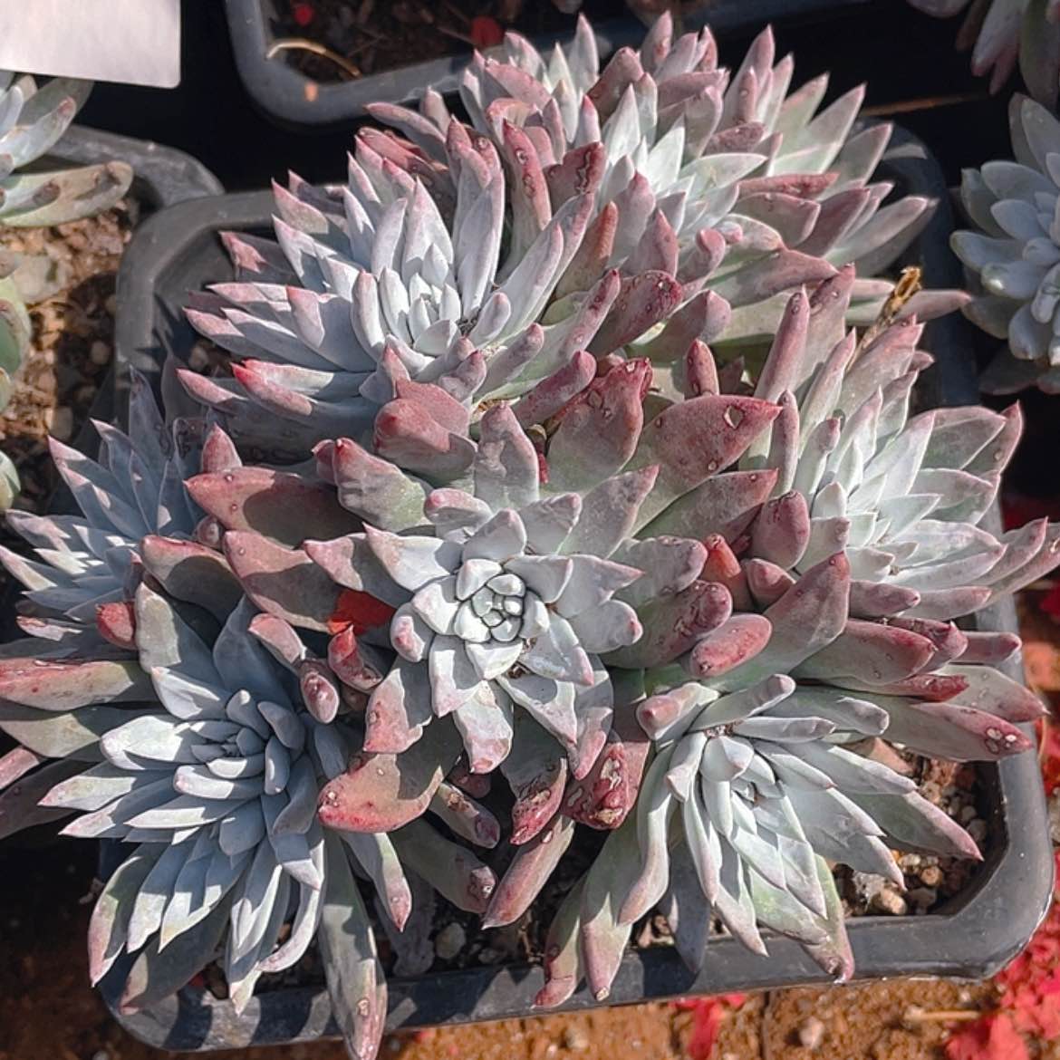 【闪购商品】白菊苹果叶