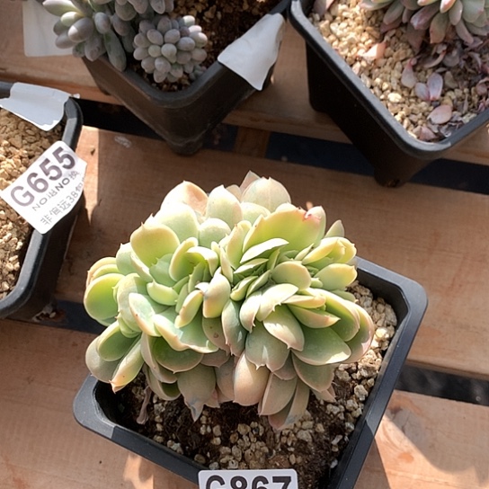 莫妮卡缀化867 全场亏本处理默认微瑕7-8天发货