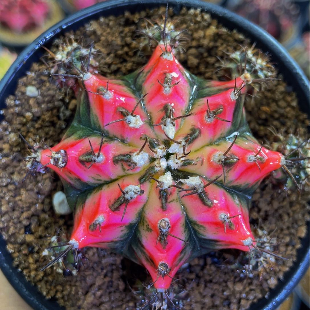 米哈星球00000000003