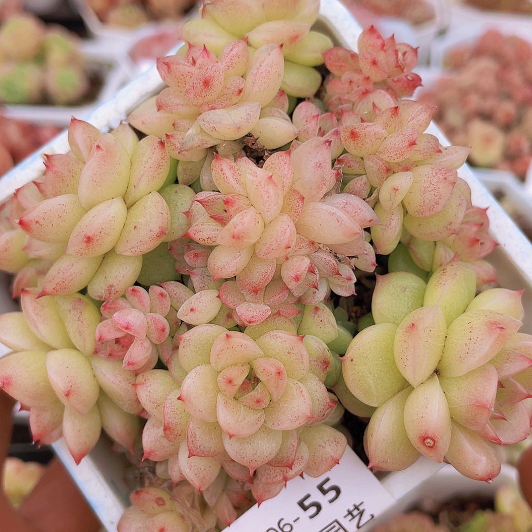 00000000000055一物一拍