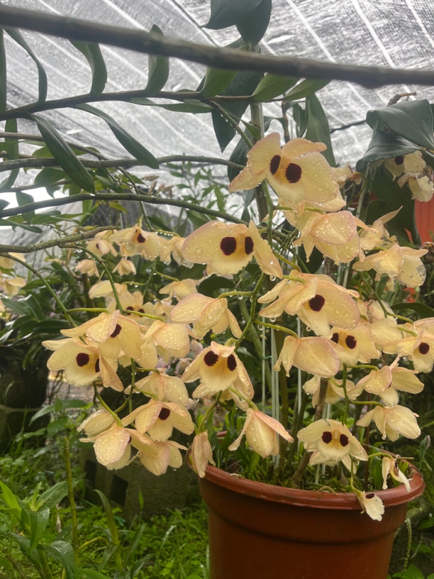 精品蜻蜓石斛开花曝花。花大