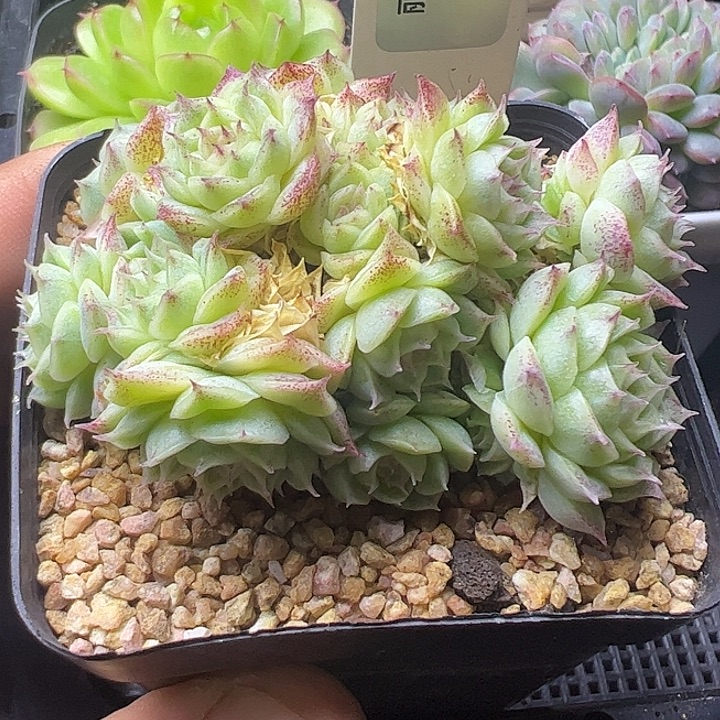 小脸麦秆群111111