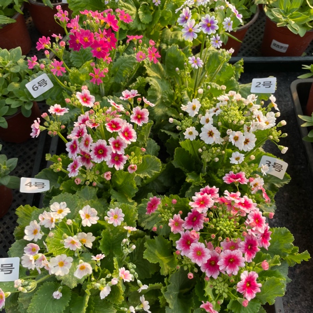 【彩云报春】盆栽冬季耐寒四季爆花客厅阳台庭院好养花卉植物