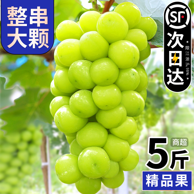 【5斤整箱】阳光玫瑰葡萄新鲜水果晴王香印青提当季顺丰包邮现货
