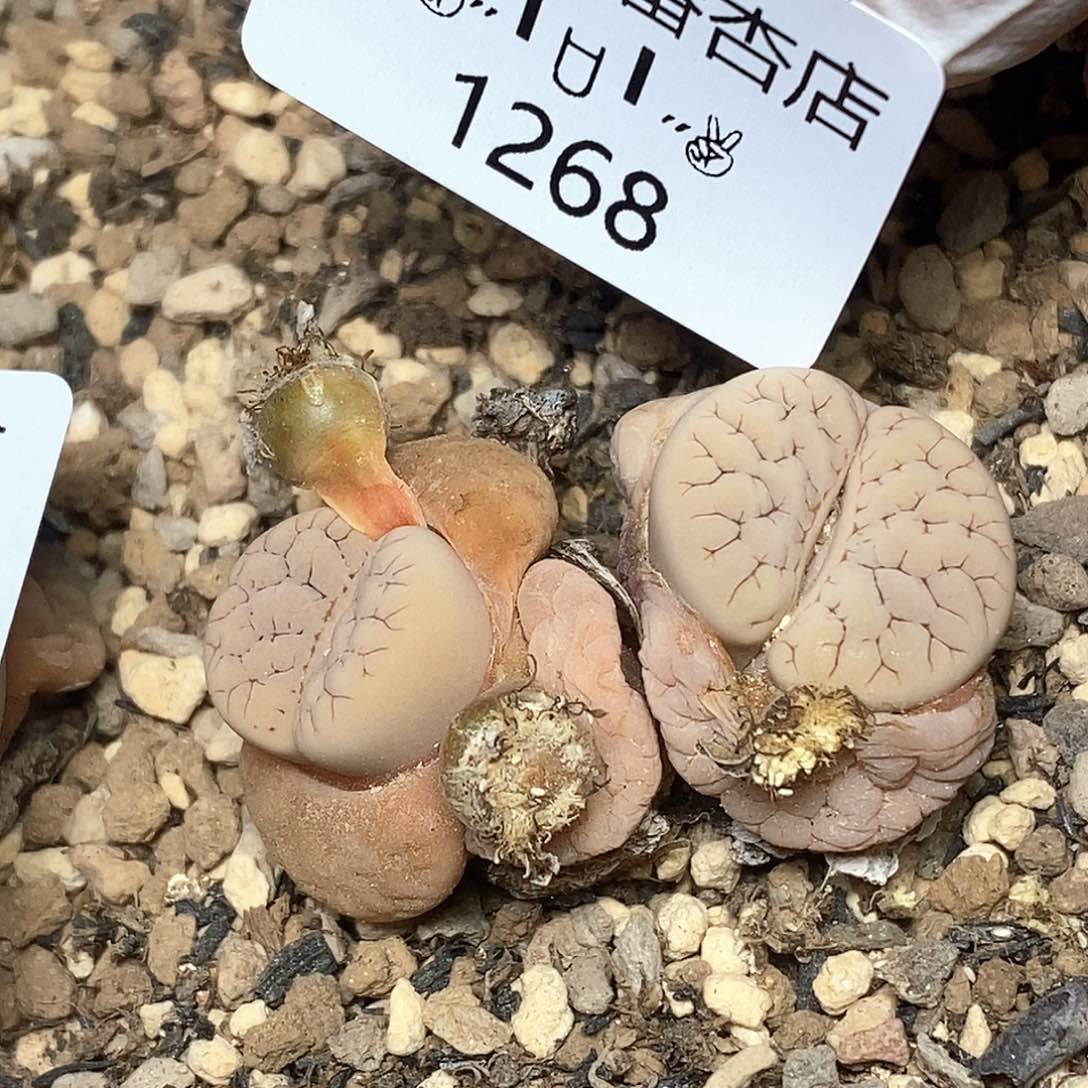 1268。零下拍保温。