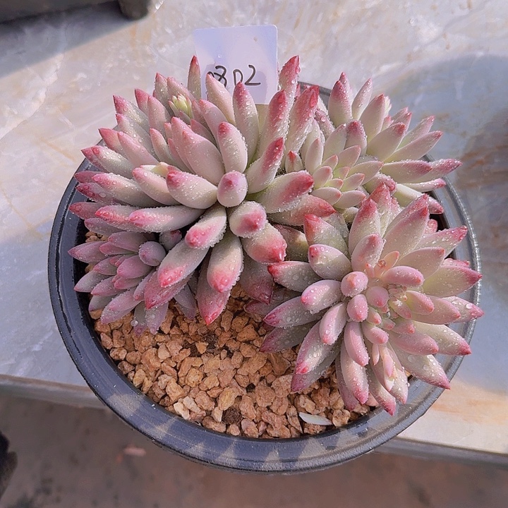 0802流沙虞多肉植物