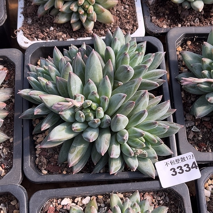 阿雅园艺。     3334