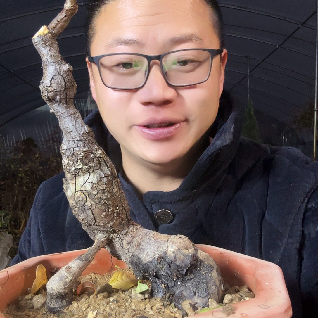 雨***泽当前无花朵，栽培后可花朵